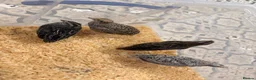 Quail poultry for sale: 4x female Coturnix quail.  - Advert 1