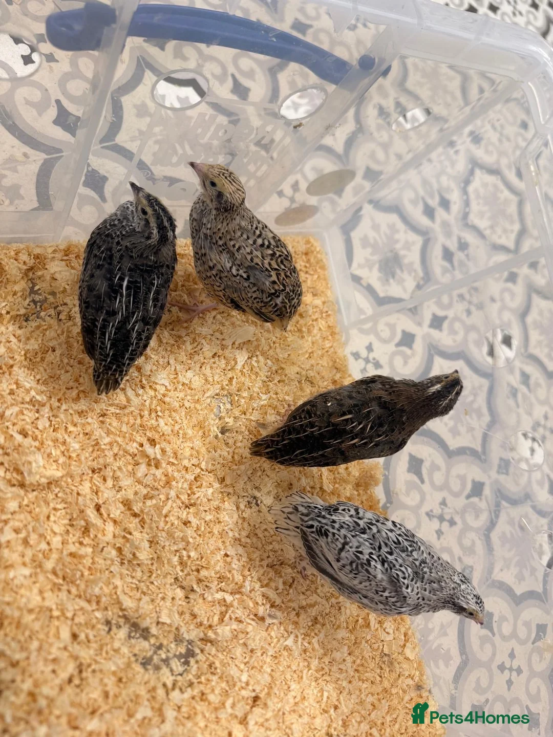 Quail poultry for sale: 4x female Coturnix quail.  - Advert 1