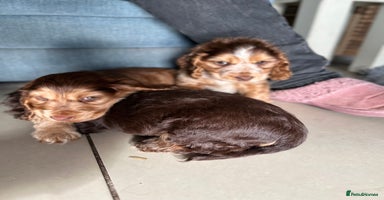 Cocker Spaniel dogs - Advert 9