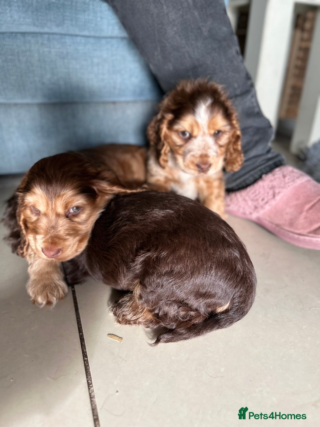Cocker Spaniel dogs for sale: Kc Reg Pure bred show cocker spaniels  - Image 3