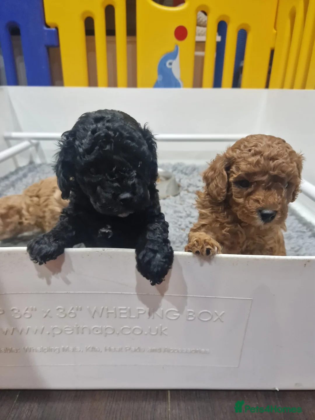 Cavapoo dogs for sale: Health Tested F1b Cavapoos - Advert 2