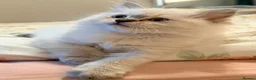 Ragdoll cats for sale: Purebred Ragdoll Kittens in Cardiff - Advert 1