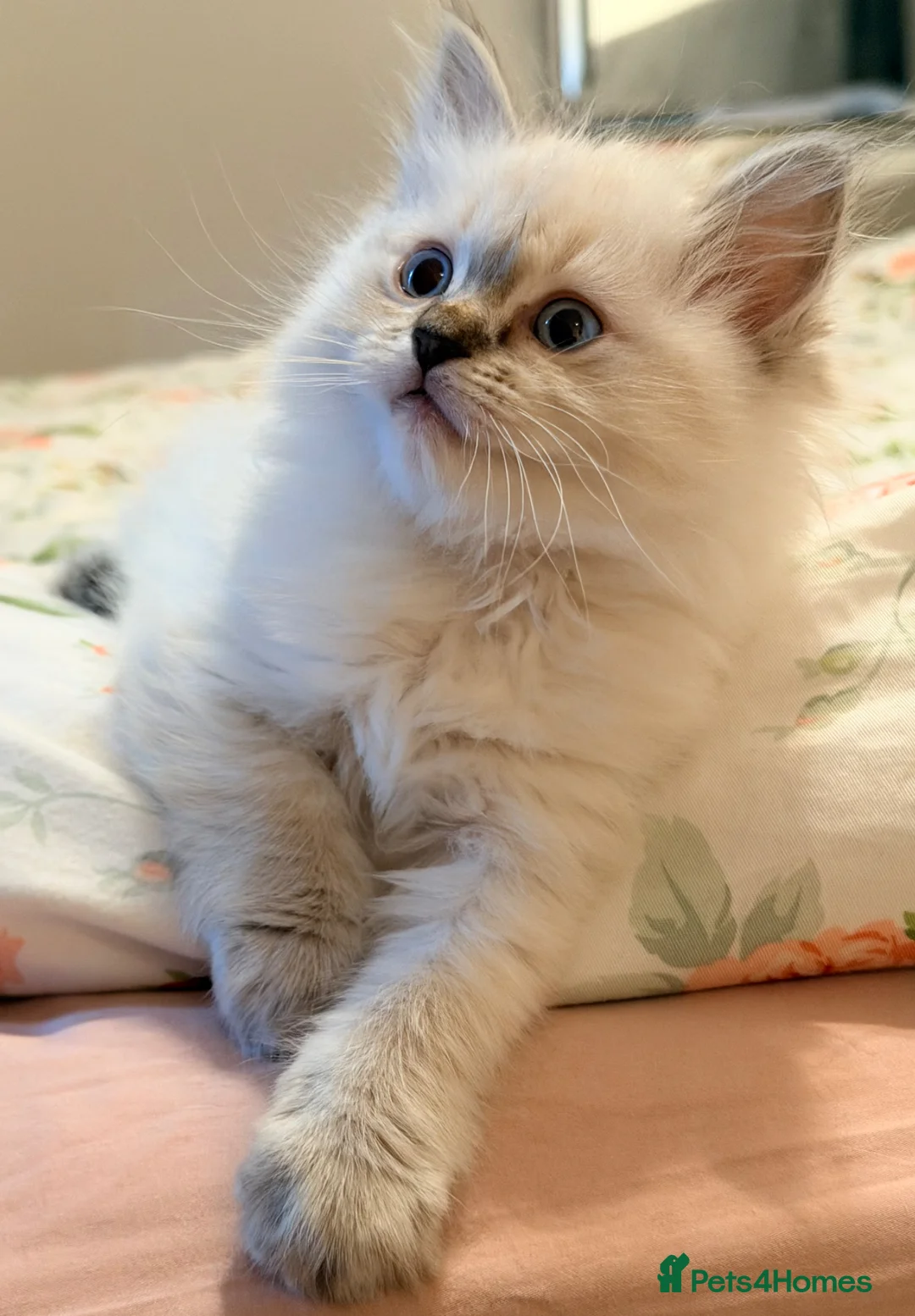 Ragdoll cats for sale: Purebred Ragdoll Kittens in Cardiff - Advert 1