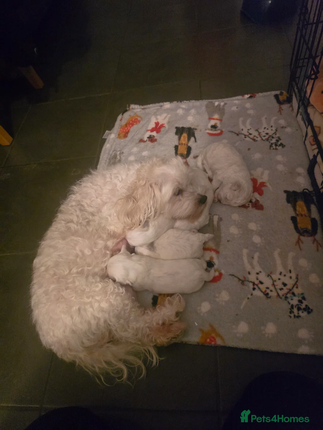 Bichon Frise dogs for sale: Bichon frise - Advert 12