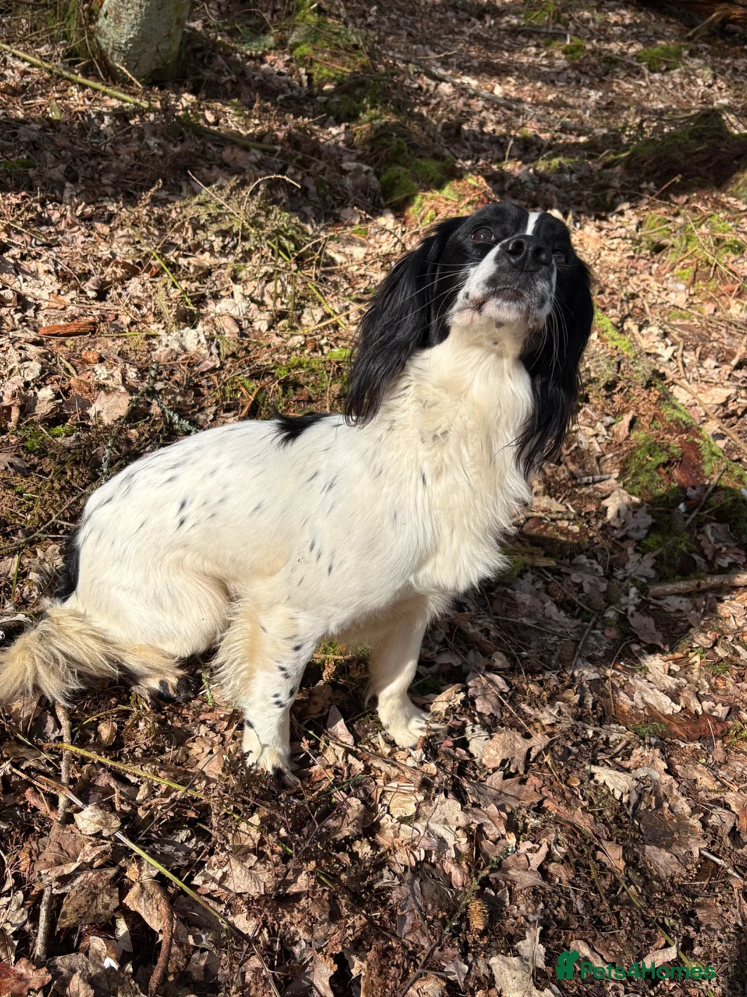 English Springer Spaniel dogs for sale: WAITING LIST OPEN - Due 31st March.  in Chorley - Advert 2