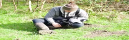 Labrador Retriever dogs for sale: KC reg black bitch . Health tested parents. - Advert 16