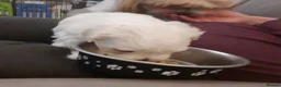Mixed Breed dogs for sale: Lhasa Apso x Maltese puppies known as Kyi-Leos - Advert 24