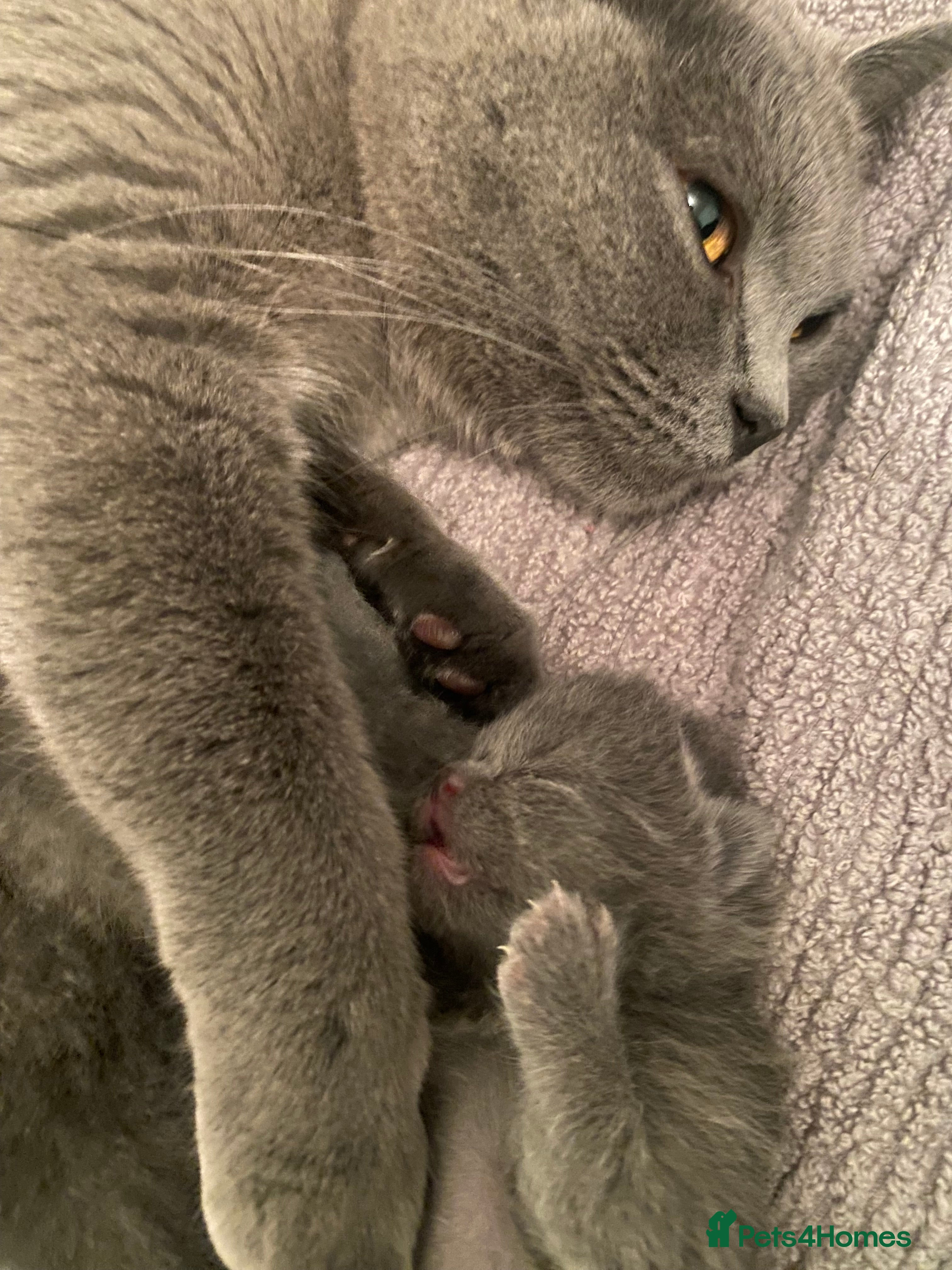 British Shorthair cats Gorgeous British Blue Boys - Advert 17