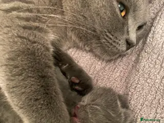British Shorthair cats Gorgeous British Blue Boys - Advert 17