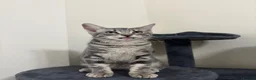 Domestic Shorthair cats for sale: 𝟐 𝐃𝐎𝐌𝐄𝐒𝐓𝐈𝐂 𝐒𝐇𝐎𝐑𝐓𝐇𝐀𝐈𝐑 🤎🩶 - Advert 9