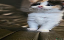 Mixed Breed cats for sale: Cute fluffy mixed kittens.  - Image 8