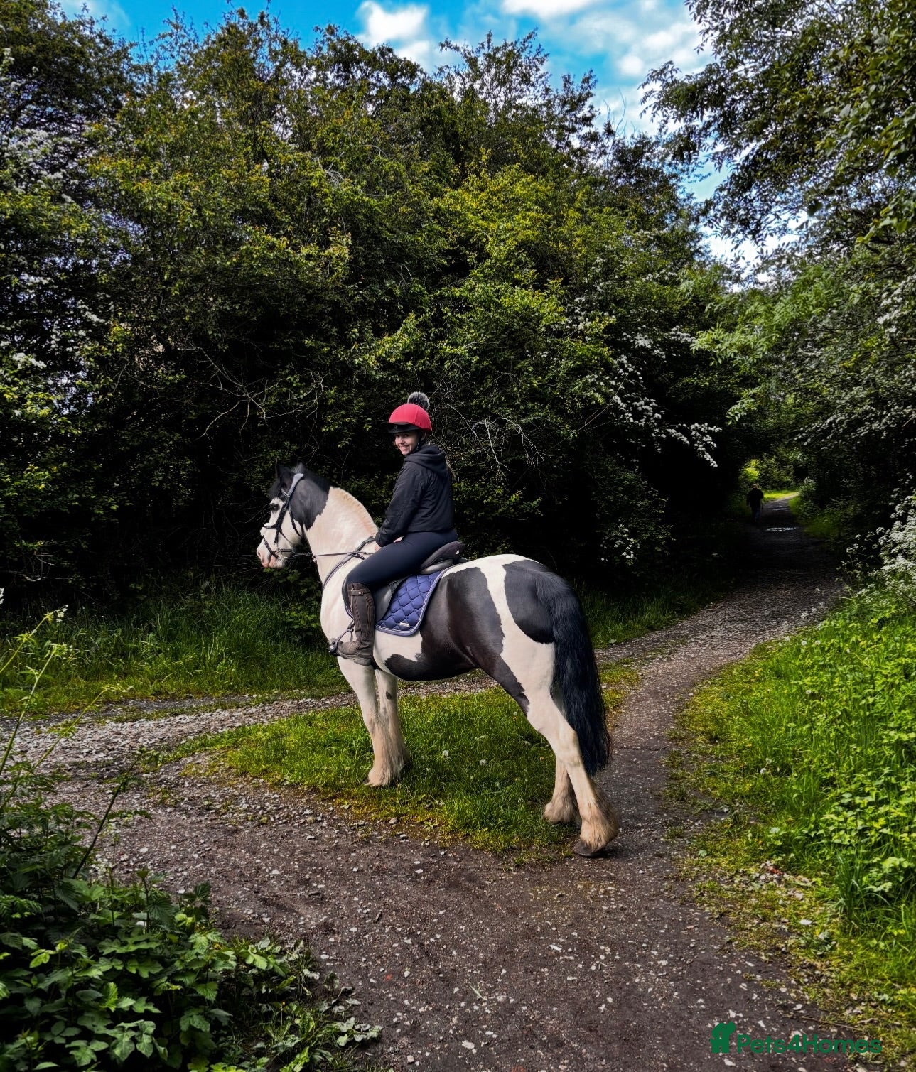 Welsh Section D horses Registered part bred Welsh D x Cob - Advert 12
