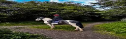 Welsh Section D horses for sale: Registered part bred Welsh D x Cob - Advert 1