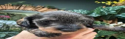 Miniature Dachshund dogs for sale: Miniature Wire haired Dachshund  - Advert 26