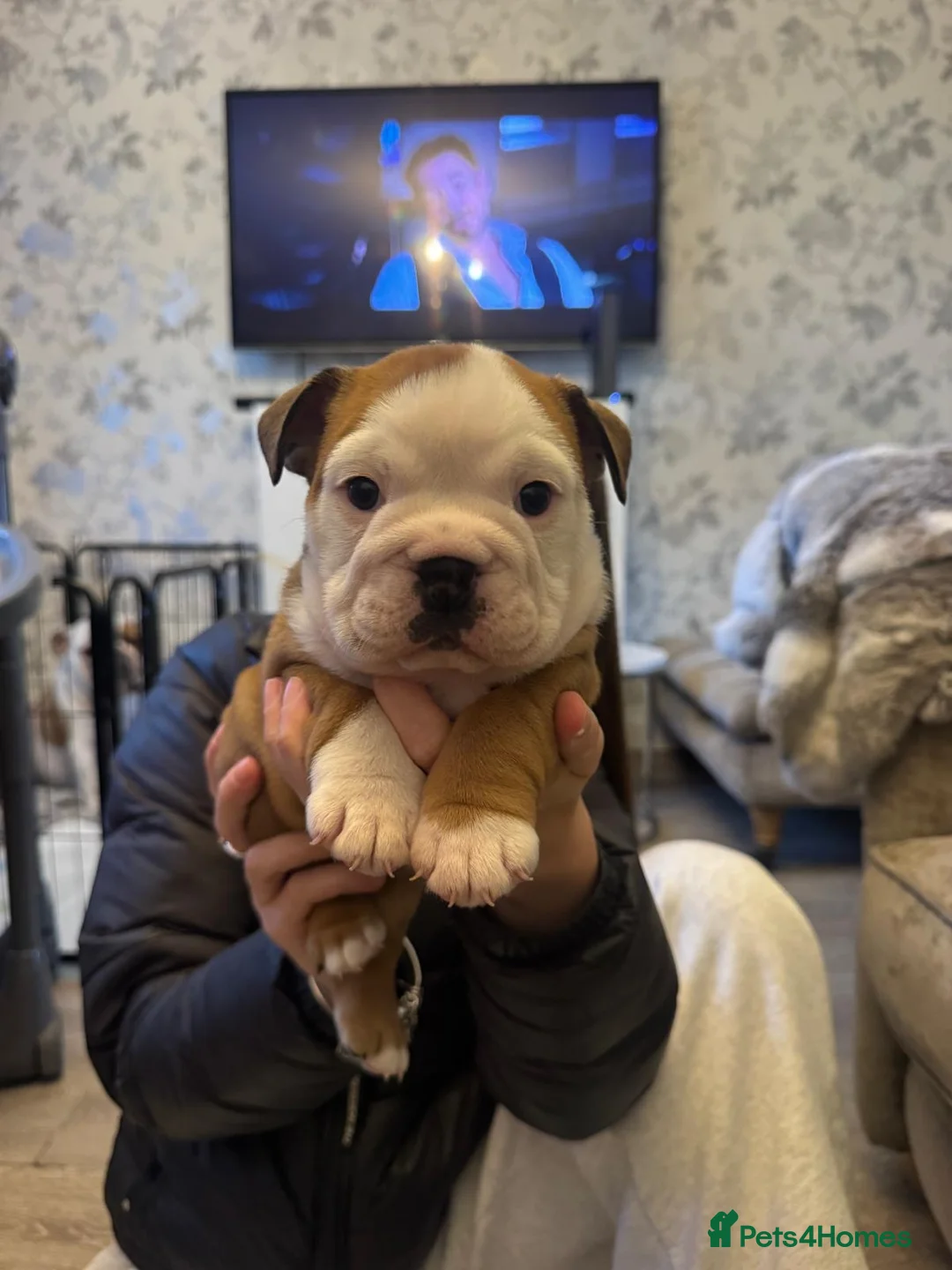 English Bulldog dogs for sale: Kc registered girl puppy - Advert 2
