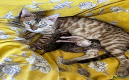 Bengal cats for sale: Pure Bengal Kittens, Ready NOW  - Image 1