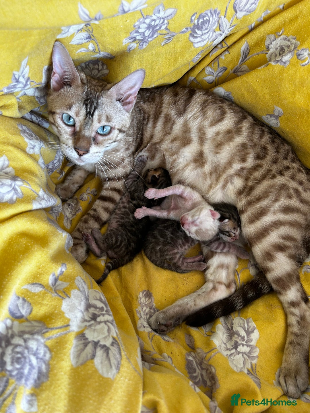 Bengal cats for sale: Pure Bengal Kittens, Ready NOW  - Image 1