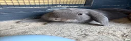Mini Lop rabbits for sale: X2 mini lop sisters  in Worthing - Advert 12