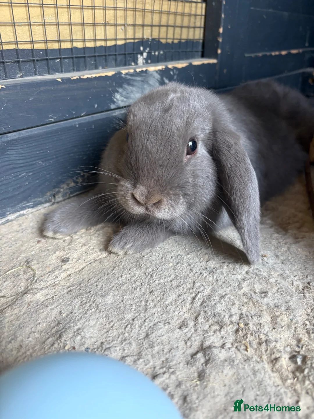 Mini Lop rabbits for sale: X2 mini lop sisters  in Worthing - Advert 12