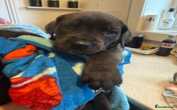 Cane Corso dogs for sale: Beautiful Cane Corso puppies for sale  - Image 6