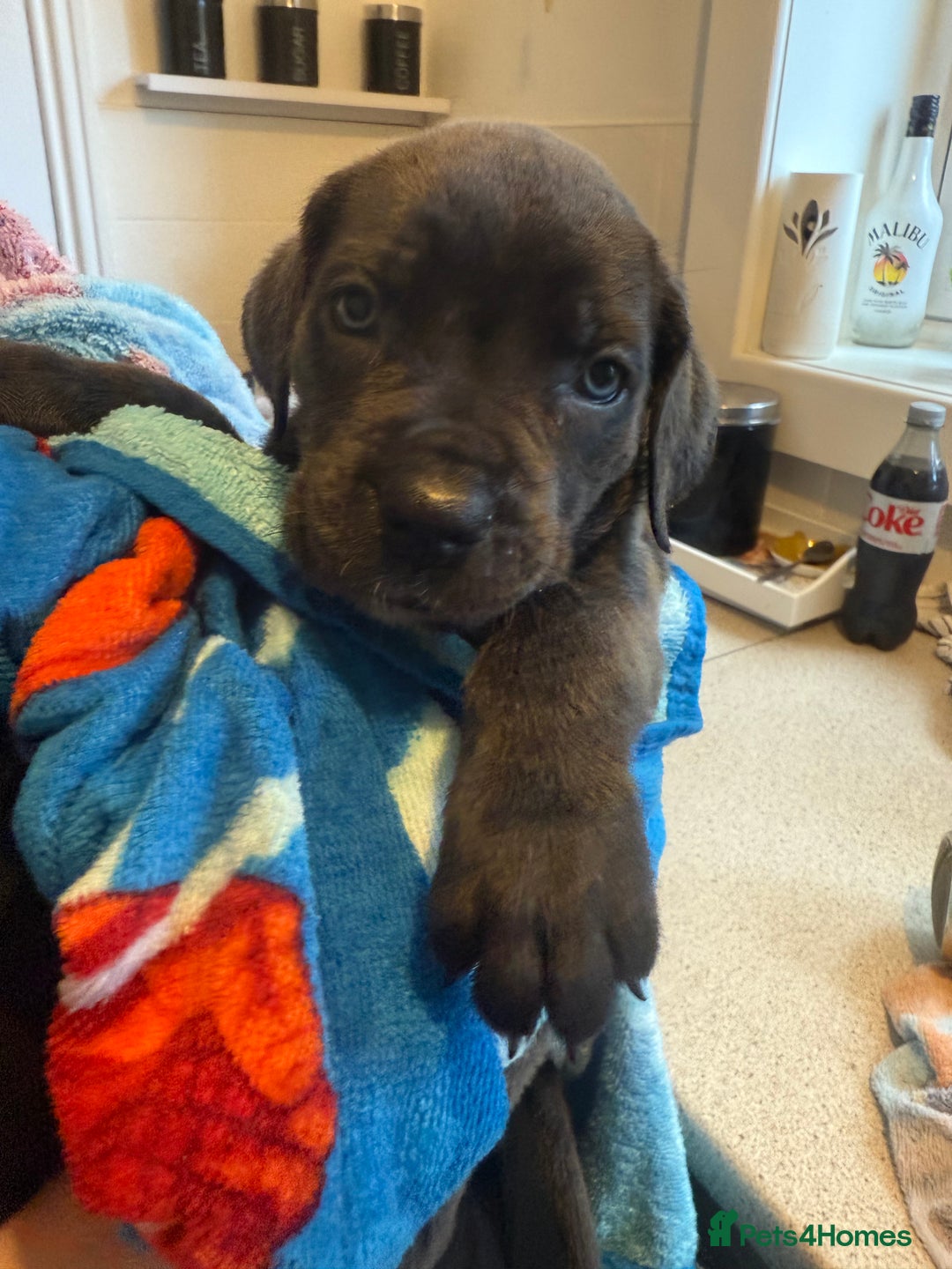 Cane Corso dogs for sale: Beautiful Cane Corso puppies for sale  - Image 6