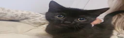 Mixed Breed cats for sale: 1/2 British shorthair kittens in Glossop - Advert 7