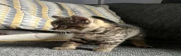 Mixed Breed cats for sale: Bengal Cross Female Kitten available  - Advert 6