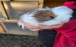 Guinea Pig rodents for sale: Long haired  - Advert 4