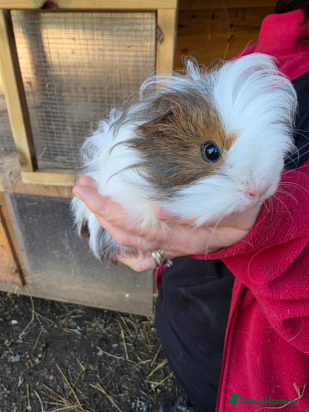 Guinea Pig rodents for sale: Long haired  - Advert 4