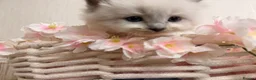 Ragdoll cats for sale: 10 Stunning Ragdoll Kittens available 🐾 in Henfield - Advert 10