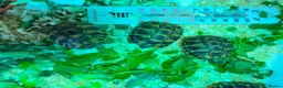 Tortoise reptiles for sale: Hermanns tortoise - Advert 4