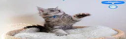 Maine Coon cats for sale: Stunning Maine Coon Kittens - Advert 3