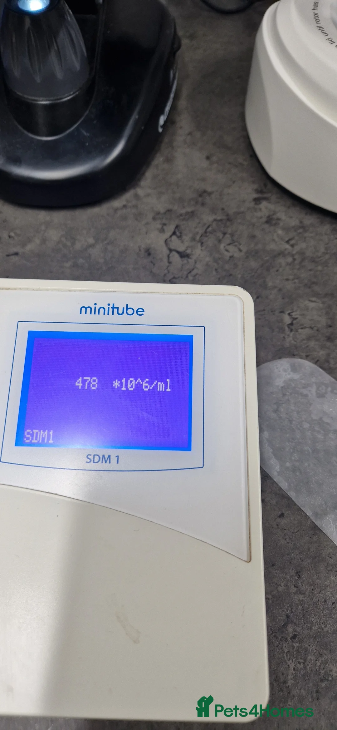 French Bulldog dogs for stud: 🚨proven🚨newshade merle stud 🎯🤯🔥🤏🏻🧬 in Tipton - Advert 8