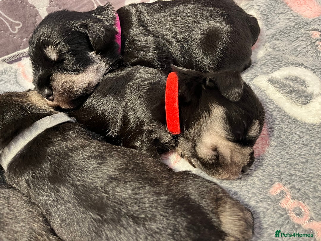 Miniature Schnauzer dogs for sale: Beautiful KC miniature Schnauzers  - Advert 24