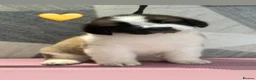 Saint Bernard dogs for sale: Exceptional litter of show quality pups  - Advert 10