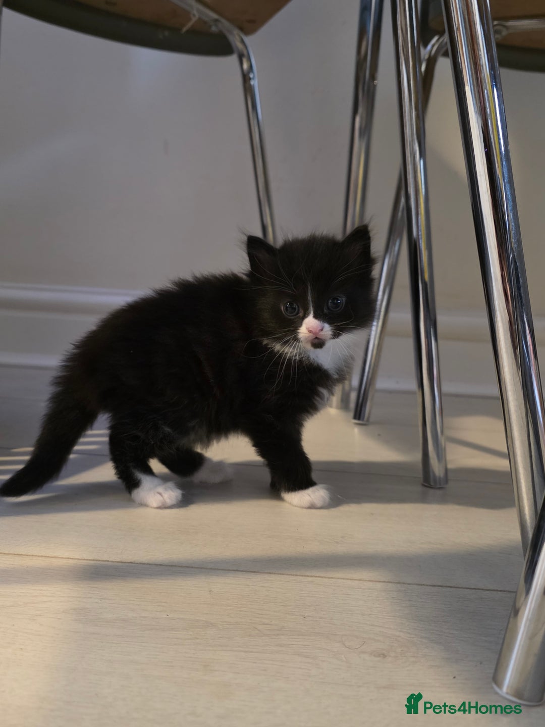 Mixed Breed cats for sale: Kittens for sale - Advert 2