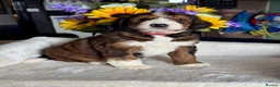 Bernedoodle dogs for sale: 2gorgeous medium size bernedoodle puppies  - Advert 6
