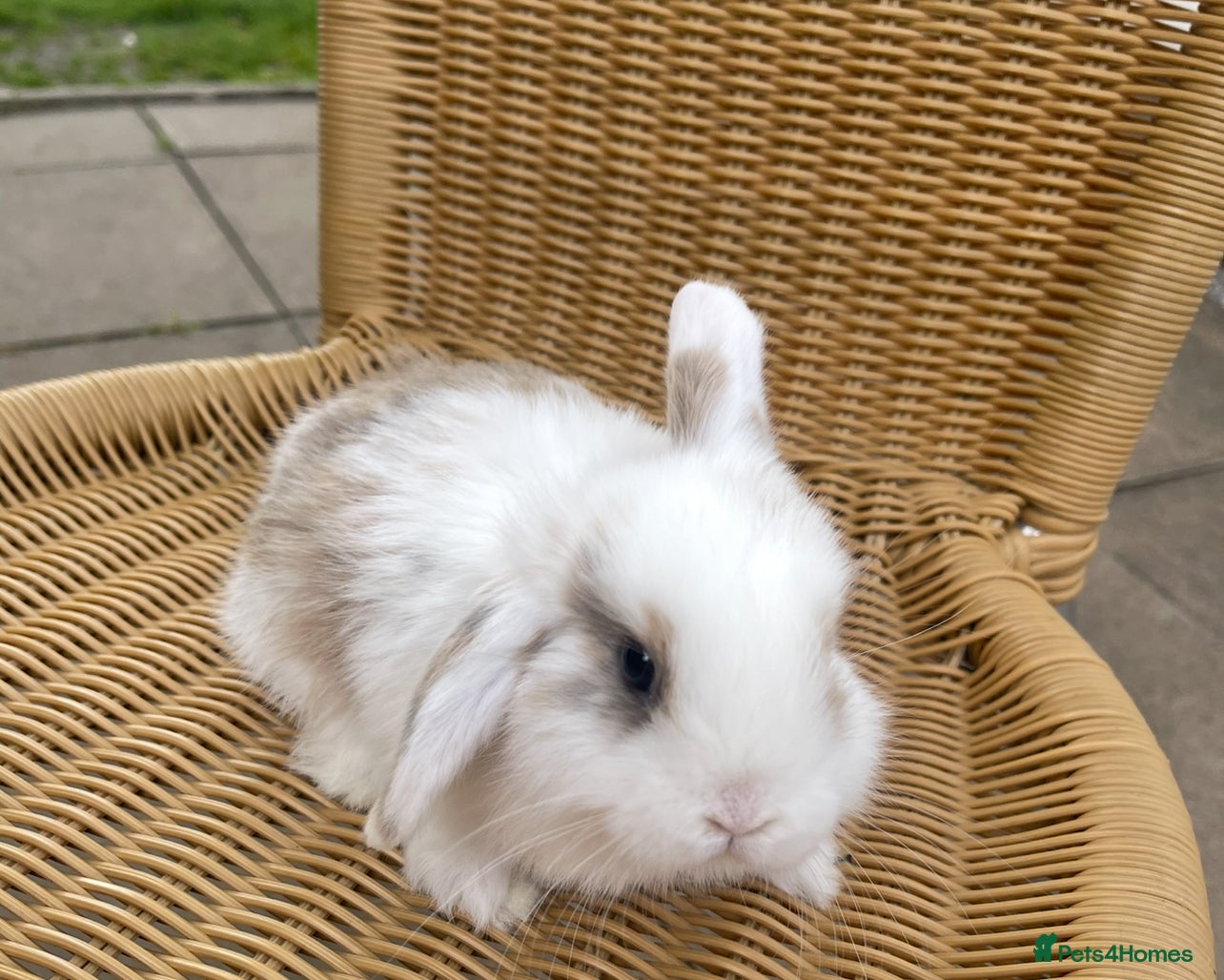 Mini Lop rabbits Gorgeous baby mini lops  - Advert 7