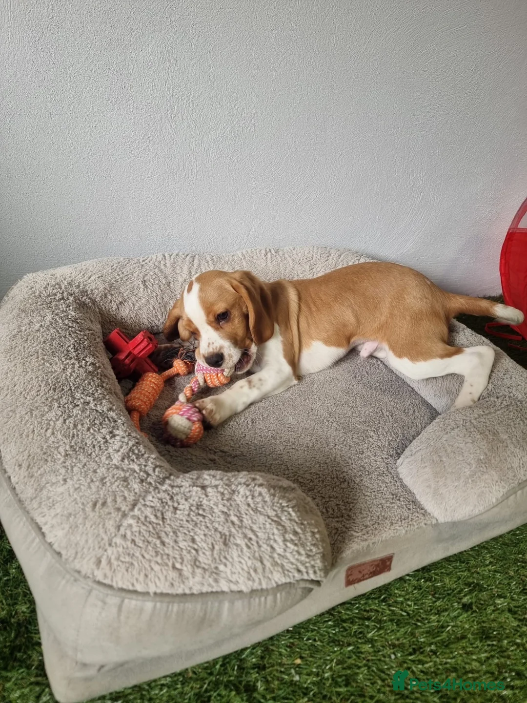 Beagle dogs for sale: Male tan and white beagle  - Advert 5