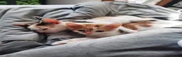 Mixed Breed cats for sale: Three Kittens for sale in Bath - Advert 20