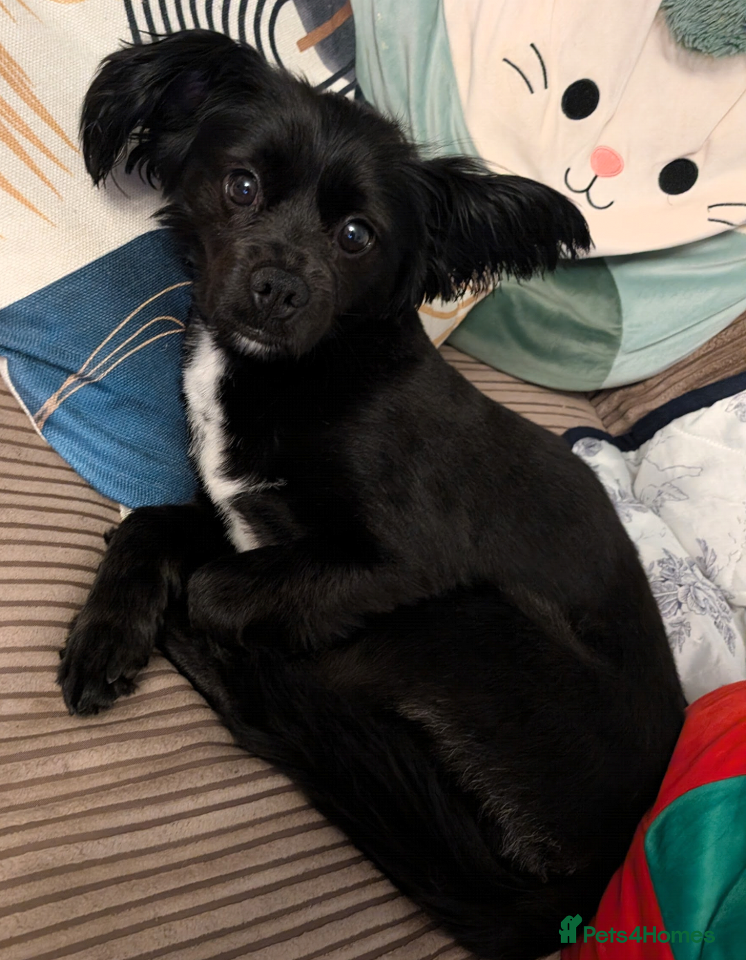 Mixed Breed dogs for sale: Chilier male Charlie  - Image 3