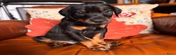 Dobermann dogs for sale: KC reg Dobie Pups | Two girls available - Advert 26