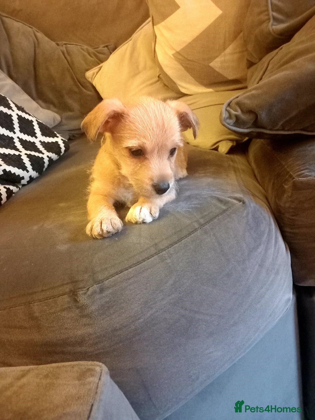 Mixed Breed dogs for sale: Chorkie puppy now available  - Image 4