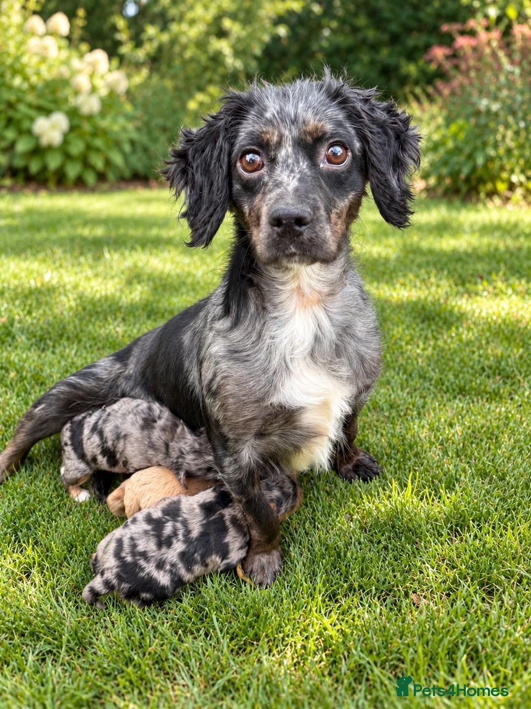 Cockapoo dogs for sale: Stunning Toy Cockapoo Puppies  - Advert 1