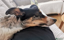 Border Collie dogs for sale: Border Collie looking for a new caring home - Image 11