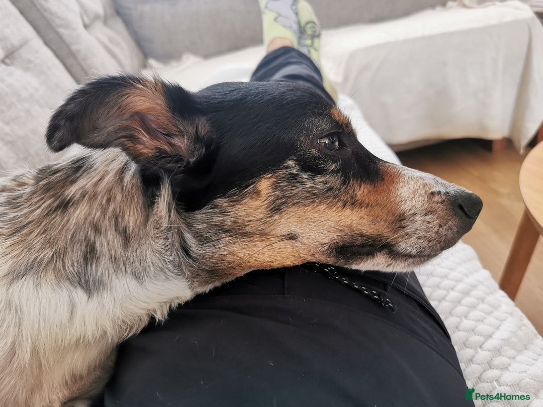 Border Collie dogs for sale: Border Collie looking for a new caring home - Image 11