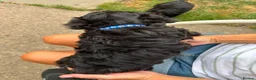 Cavapoo dogs for sale: ⭐️4 Stunning little black cavapoos⭐️ - Advert 29