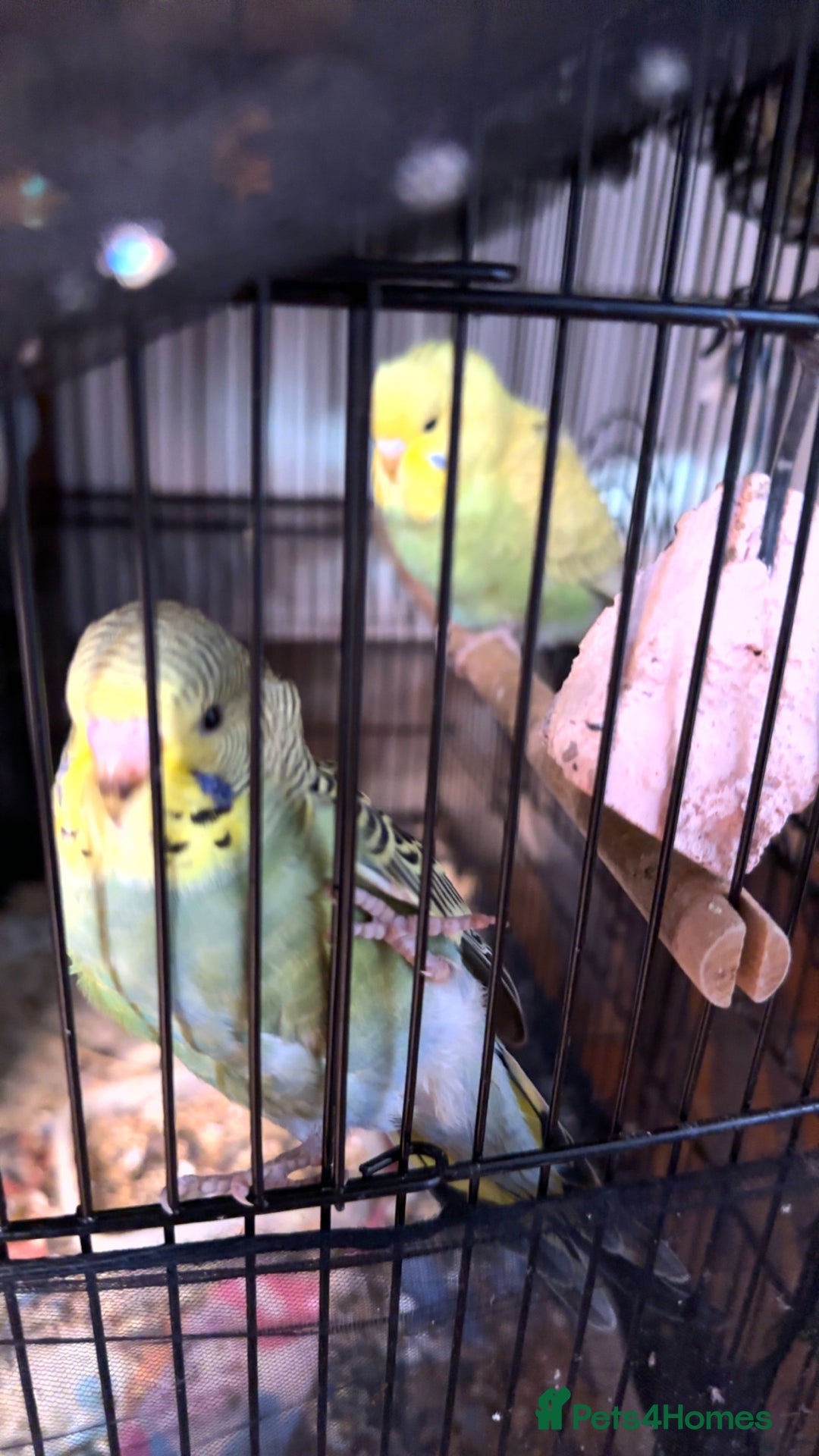 Budgerigars birds for sale:  Budgies for sale - Advert 7