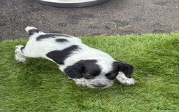 Cocker Spaniel dogs for sale: Working cocker spainel puppies  - Advert 1