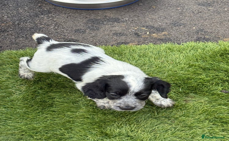 Cocker Spaniel dogs Working cocker spainel puppies  - Advert 6